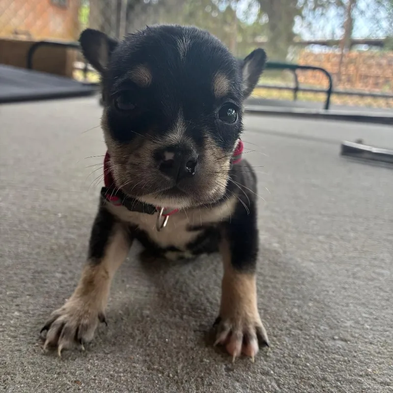 Roo