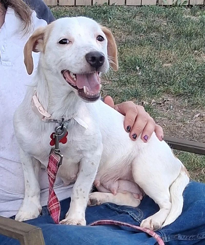 An adult small-sized female Dachshund dog named Sweet Shivers for adoption in Cuyahoga Falls, OH