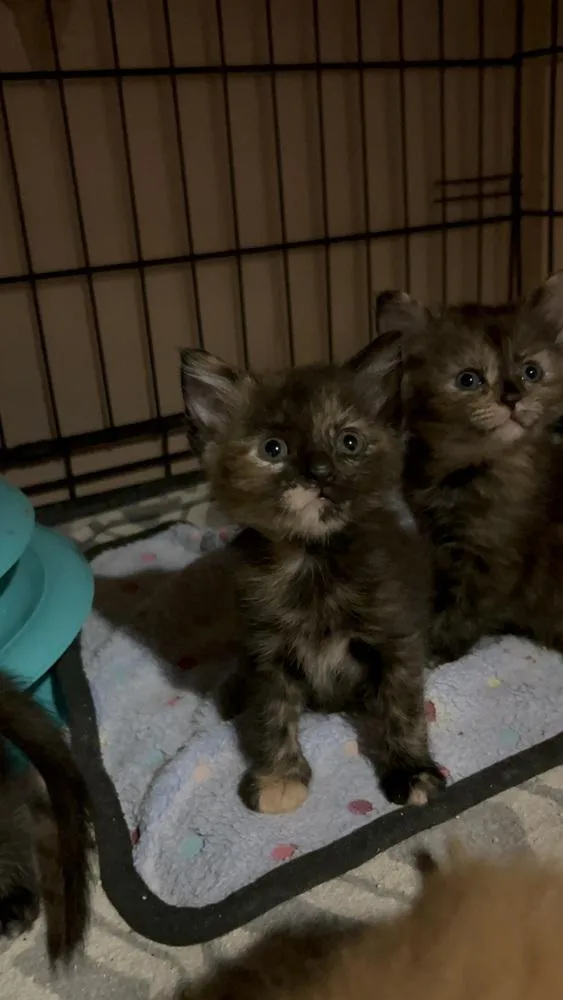 A baby small-sized female Tortoiseshell Domestic Short Hair cat named Reese Ro. for adoption in Peoria, IL