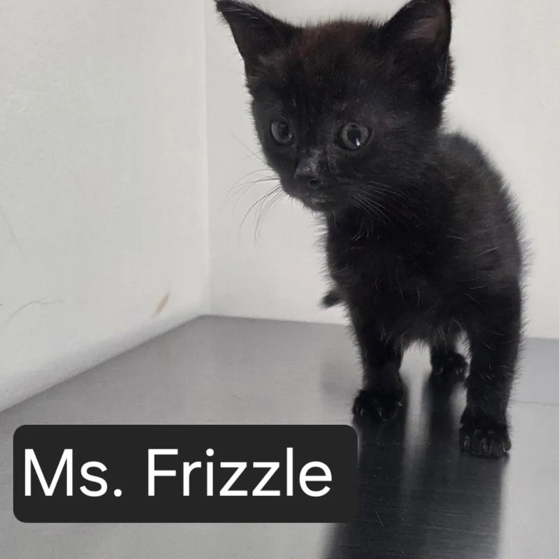 A baby medium-sized female Black Domestic Short Hair cat named Ms. Frizzle for adoption in SNOW HILL, NC