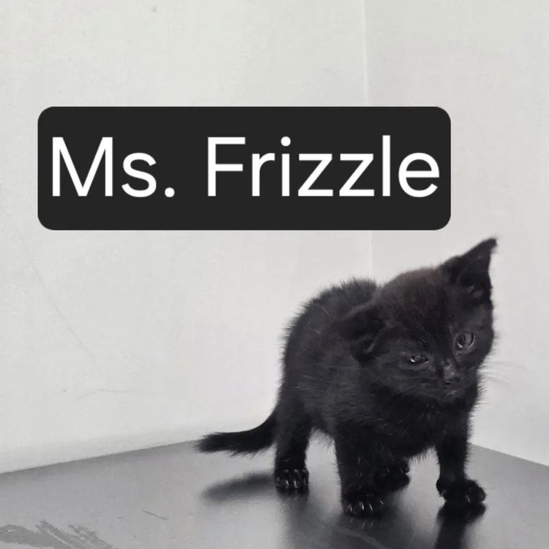 Ms. Frizzle thumbnail 2