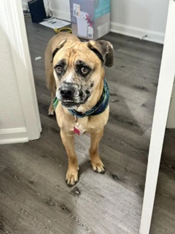 An adult large-sized male Boxer dog named Spackle for adoption in San Diego, CA