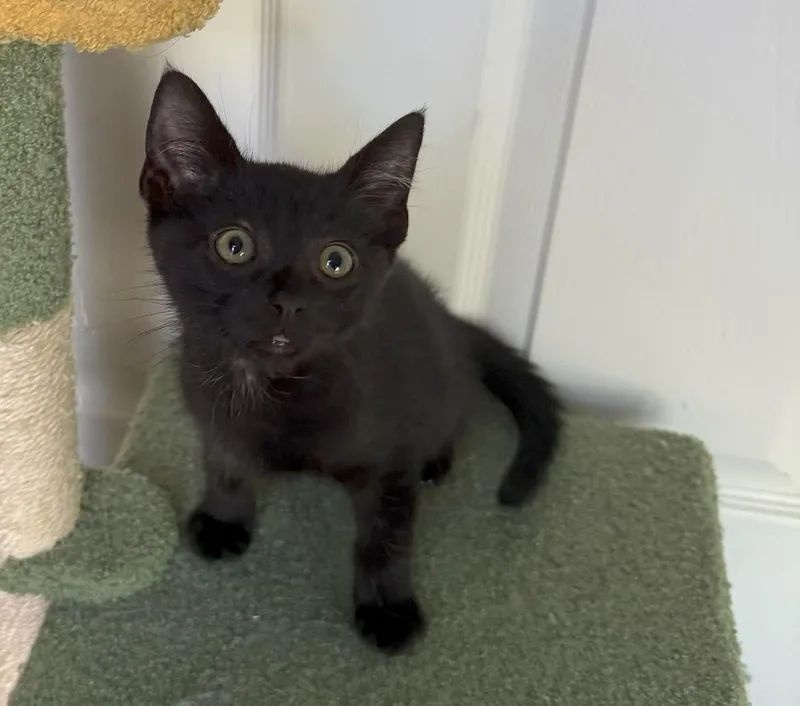 A baby medium-sized male Black Domestic Short Hair cat named Professor for adoption in Mission Viejo, CA