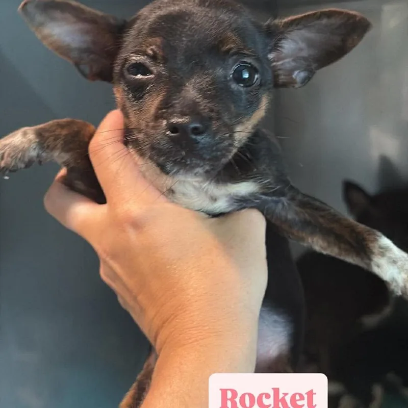 A baby small-sized female Brown / Chocolate Chihuahua dog named Rocket for adoption in Tampa, FL