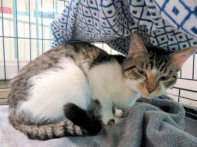 A young medium-sized male Domestic Short Hair cat named April Rain for adoption in Oklahoma City, OK