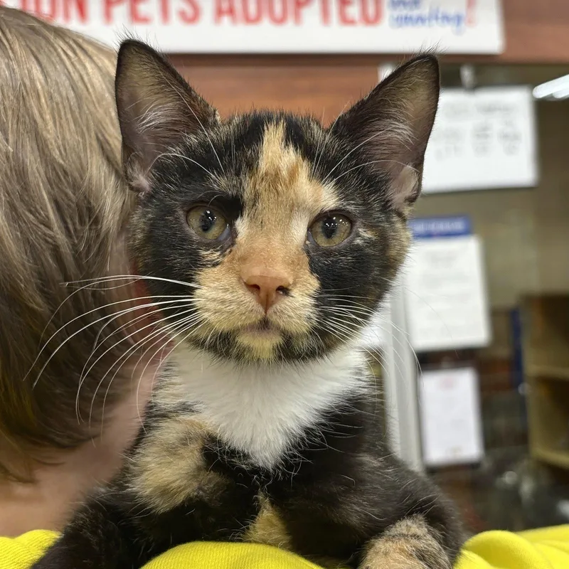 A baby medium-sized female Domestic Short Hair cat named Pattypan for adoption in Sonora, CA