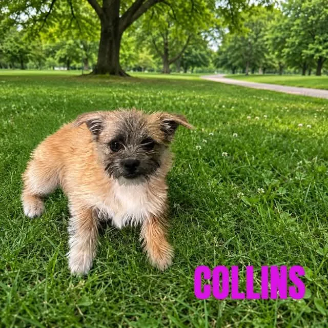 Collins