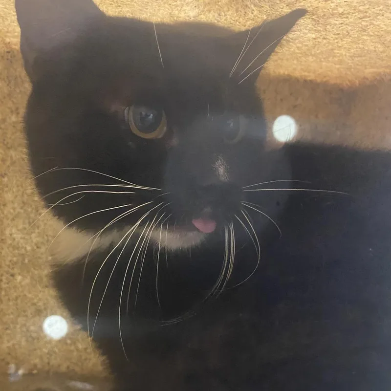 An adult medium-sized male Black Domestic Short Hair cat named Friar Tuck for adoption in Harrisonburg, VA