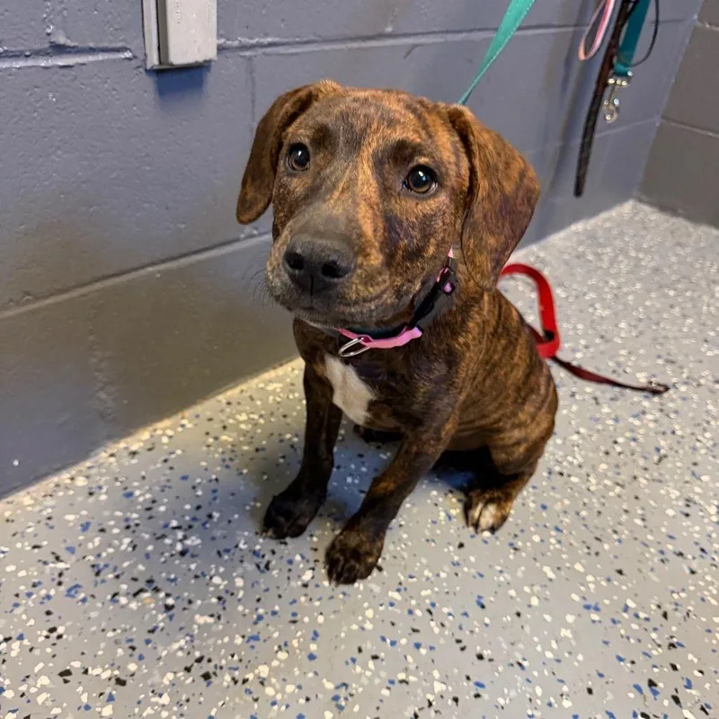 A baby medium-sized female Brindle Mixed Breed dog named Coco for adoption in Buffalo, MN