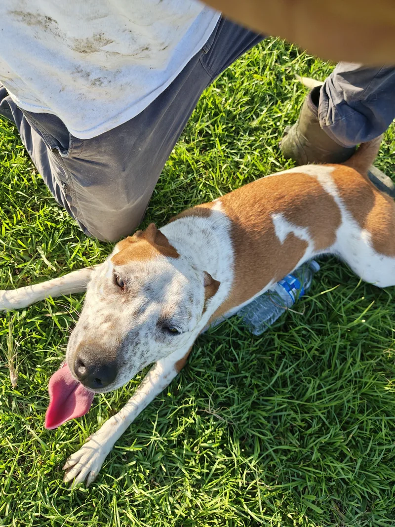 A young medium-sized female Lancashire Heeler dog named Sarah for adoption in Ville platte, LA