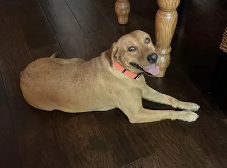 An adult medium-sized female Labrador Retriever dog named Zoey for adoption in Walker, LA
