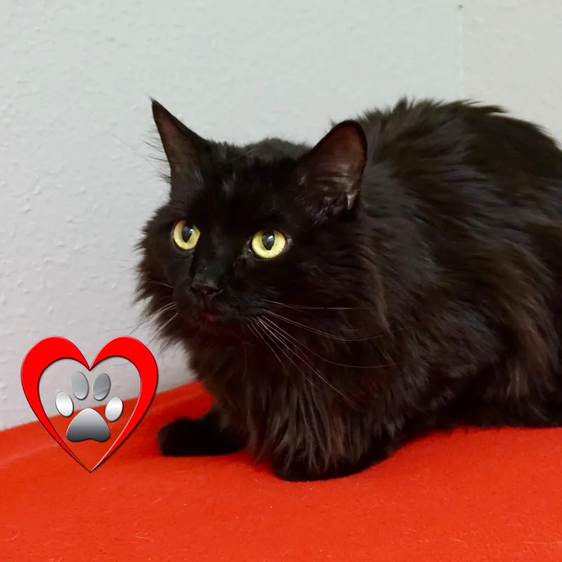 A senior medium-sized male Domestic Long Hair cat named Mr. Axel for adoption in Fountain Hills, AZ
