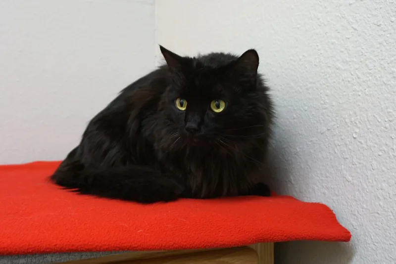 Mr. Axel thumbnail 3