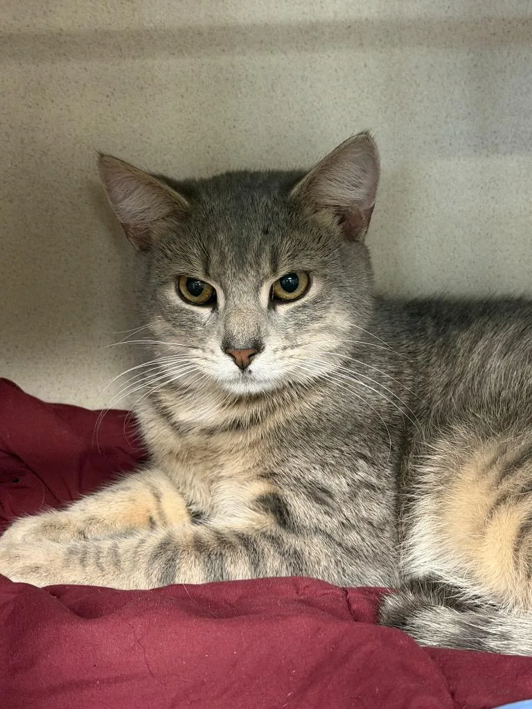 A young medium-sized male Domestic Short Hair cat named Riley for adoption in Pottsville, PA