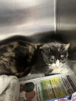 An adult medium-sized female Domestic Short Hair cat named Pizza for adoption in Daytona Beach, FL