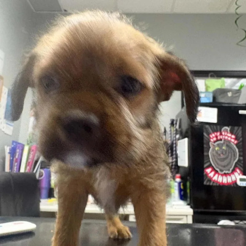 A baby small-sized male White / Cream Mixed Breed dog named Schmidt for adoption in Grand Rapids, MI