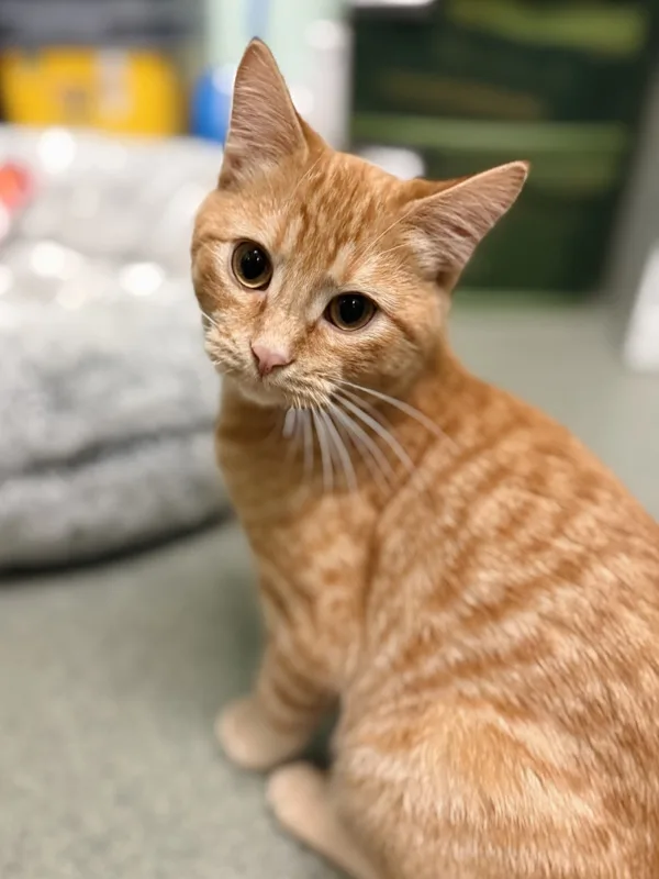 A baby medium-sized male Domestic Short Hair cat named Toez for adoption in Topeka, KS