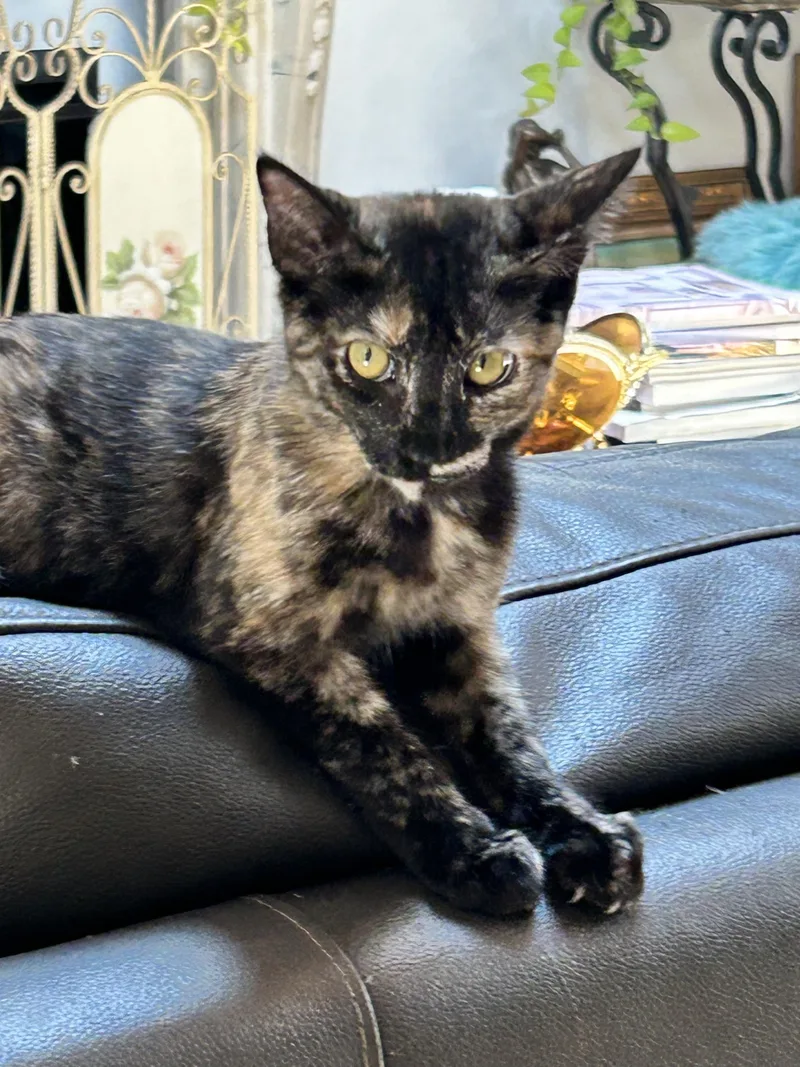 A baby medium-sized female Tortoiseshell cat named Rose for adoption in Monrovia , CA