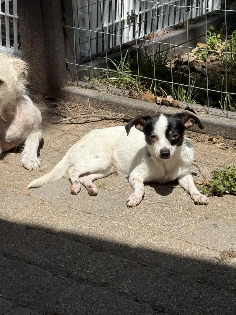 A young small-sized female White / Cream Chihuahua dog named Sprinkles for adoption in Austin, TX