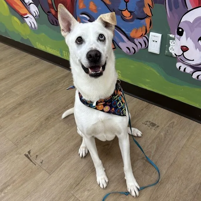A senior medium-sized female Husky dog named Piper for adoption in Verona, VA