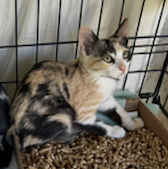 A baby small-sized female Domestic Short Hair cat named Athena for adoption in La Jolla, CA