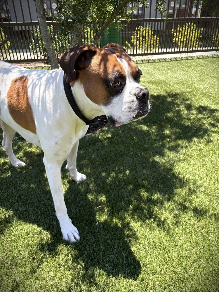 An adult medium-sized male Boxer dog named Jj Ii for adoption in Hewitt, TX