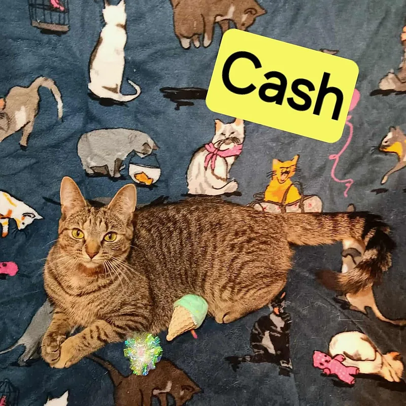Cash