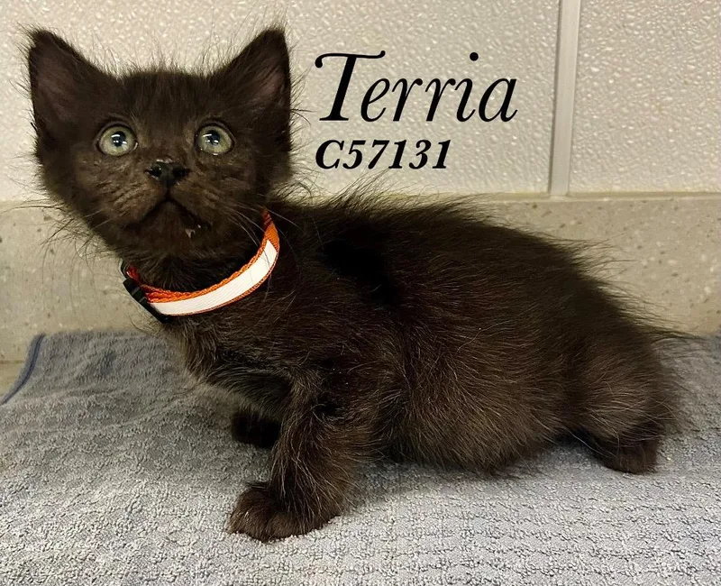 A baby small-sized female Domestic Short Hair cat named Terria for adoption in Clarksville, TN