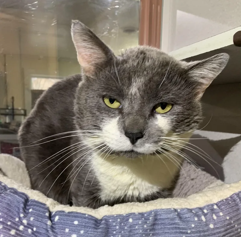 An adult large-sized male Gray & White Domestic Short Hair cat named Jack for adoption in Massena, NY