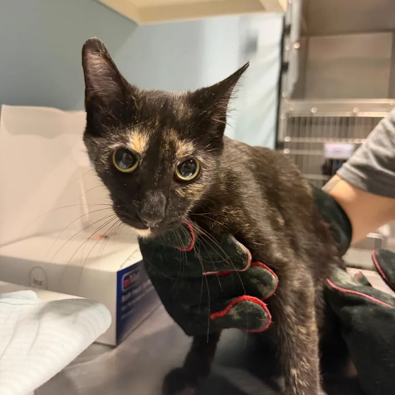 A baby medium-sized female Tortoiseshell Domestic Short Hair cat named Tamara for adoption in Chattanooga, TN