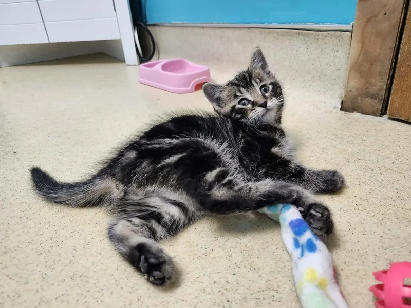 A baby medium-sized male Tabby (Brown / Chocolate) Domestic Short Hair cat named Mush for adoption in Reynoldsburg, OH