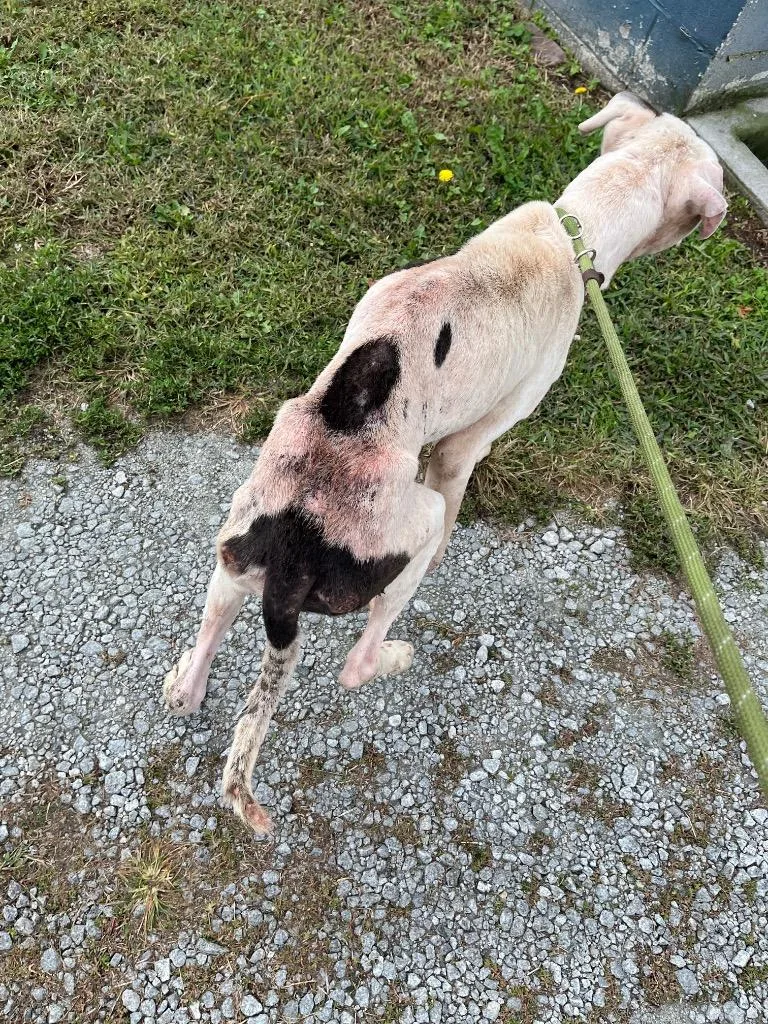 Buggs Bunny thumbnail 2