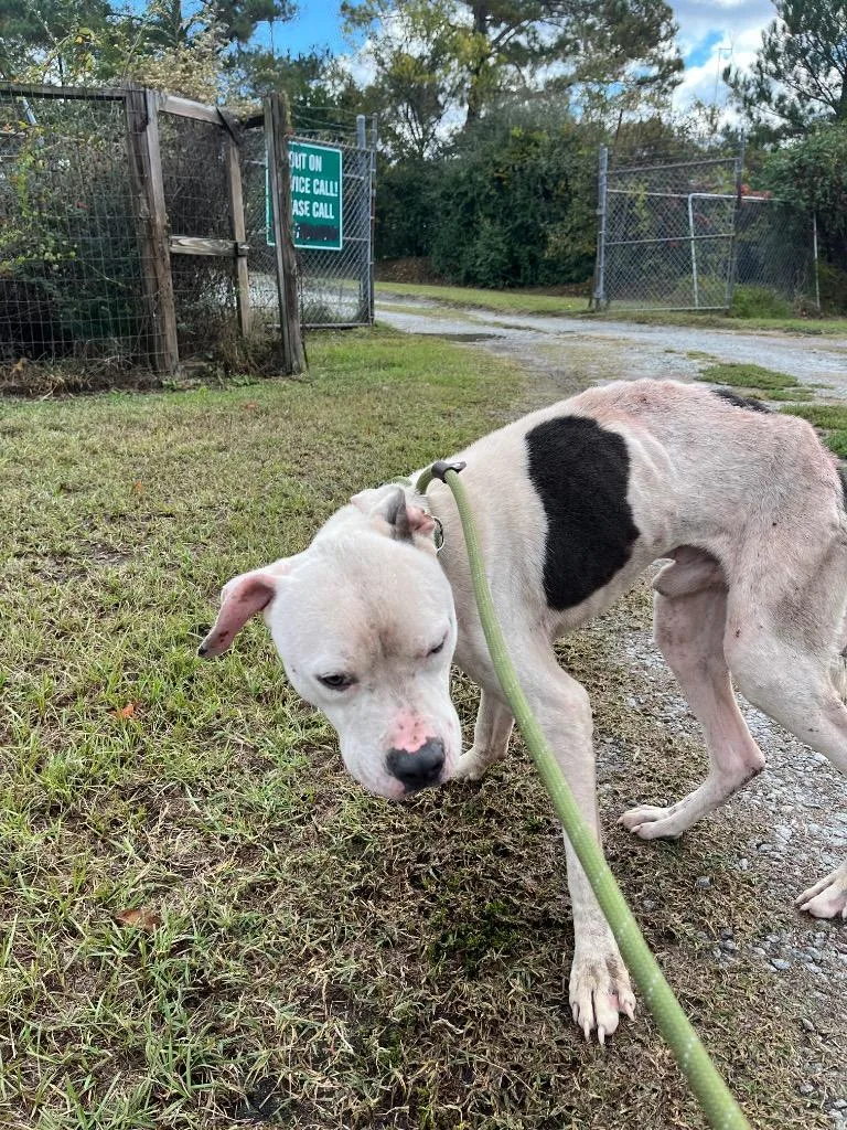 Buggs Bunny thumbnail 3