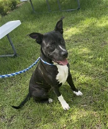 An adult medium-sized female Mixed Breed dog named Sasha for adoption in Jacksonville, FL