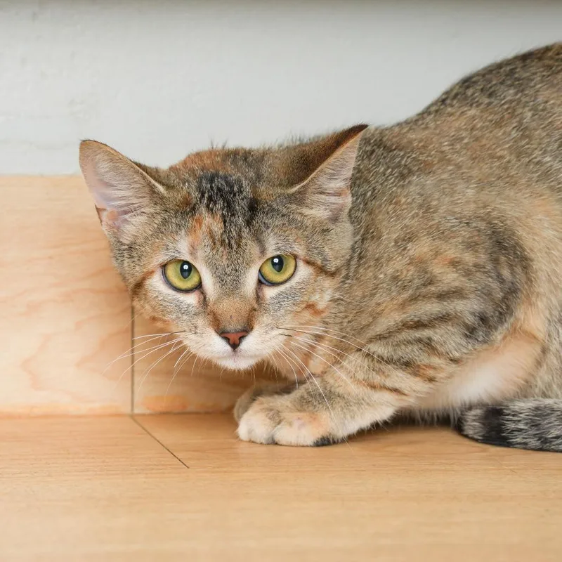 A baby medium-sized female Brown / Chocolate Domestic Short Hair cat named Butter Burger C for adoption in Minnetonka, MN