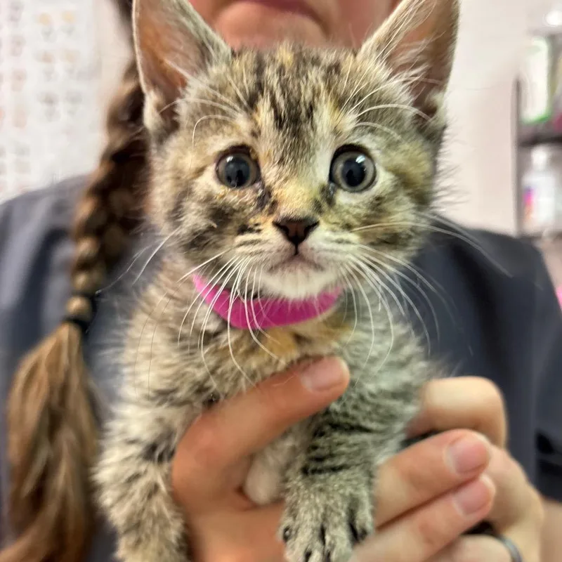 A baby small-sized female Torbie Domestic Short Hair cat named Moltres for adoption in Commerce City, CO