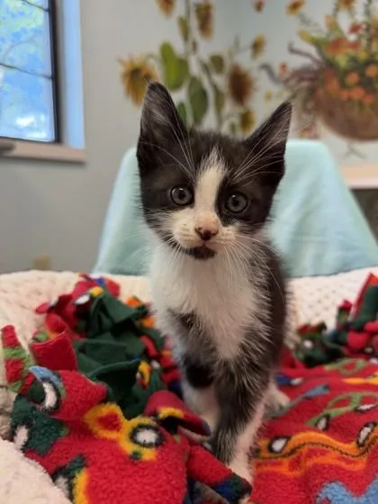 A baby small-sized male Black Domestic Short Hair cat named Homer for adoption in Harbor Springs, MI