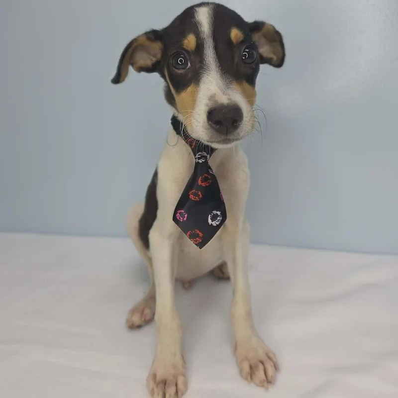 A baby small-sized male Tricolor (Brown, Black, & White) Rat Terrier dog named Tikki for adoption in Foley, AL