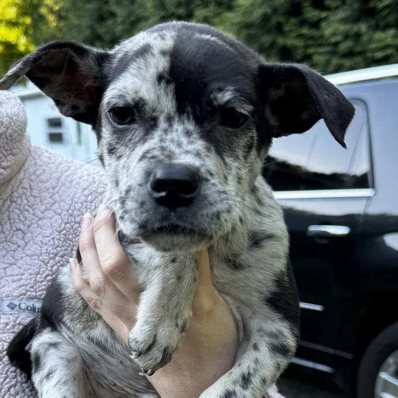 A baby medium-sized male White / Cream Australian Shepherd dog named Ny Nutty Buddy Avail for adoption in Stormville, NY