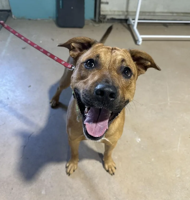 An adult large-sized male Tricolor (Brown, Black, & White) Pit Bull Terrier dog named Pogo for adoption in Germantown, OH