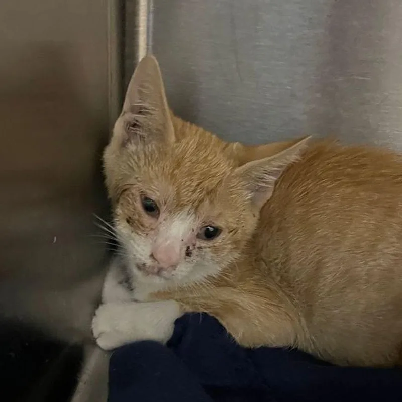 A young small-sized male Domestic Short Hair cat named Misto for adoption in Kingman, AZ