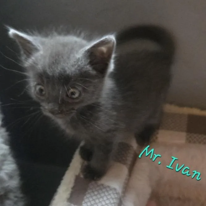 A baby small-sized male Gray / Blue / Silver Domestic Short Hair cat named Ivan for adoption in Prescott, AZ