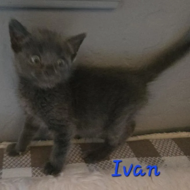 Ivan thumbnail 2