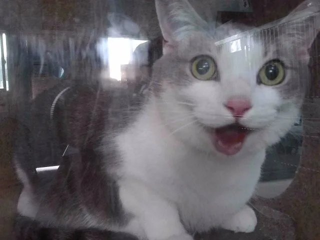 An adult large-sized female Domestic Short Hair cat named Yuki for adoption in Baldwin Park, CA