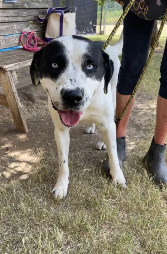 An adult large-sized male Labrador Retriever dog named Keystone for adoption in Tulsa, OK