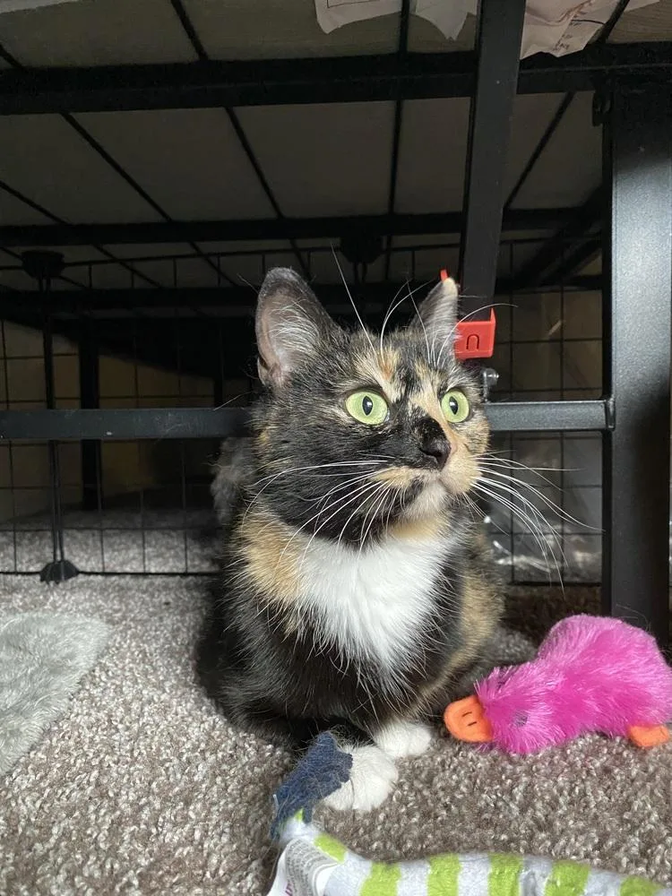 A baby medium-sized female Domestic Short Hair cat named Harpy for adoption in Lansing, MI