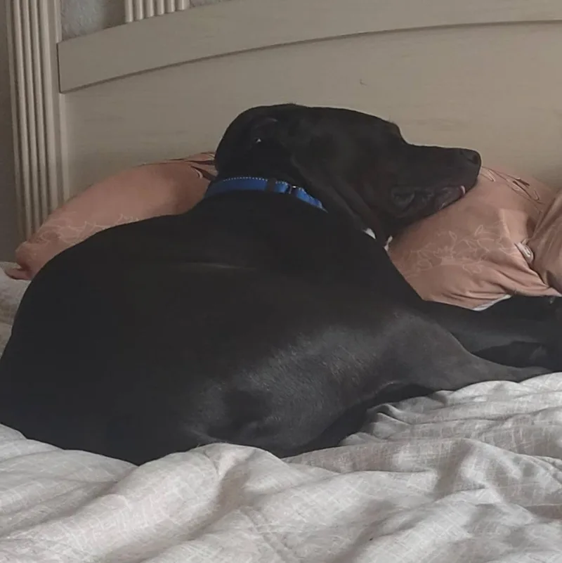 Silly Dobby! thumbnail 2