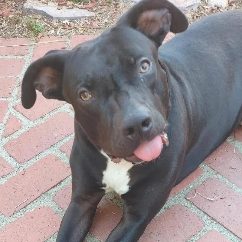 Silly Dobby! thumbnail 3