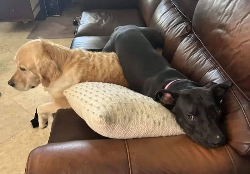 Silly Dobby! thumbnail 4