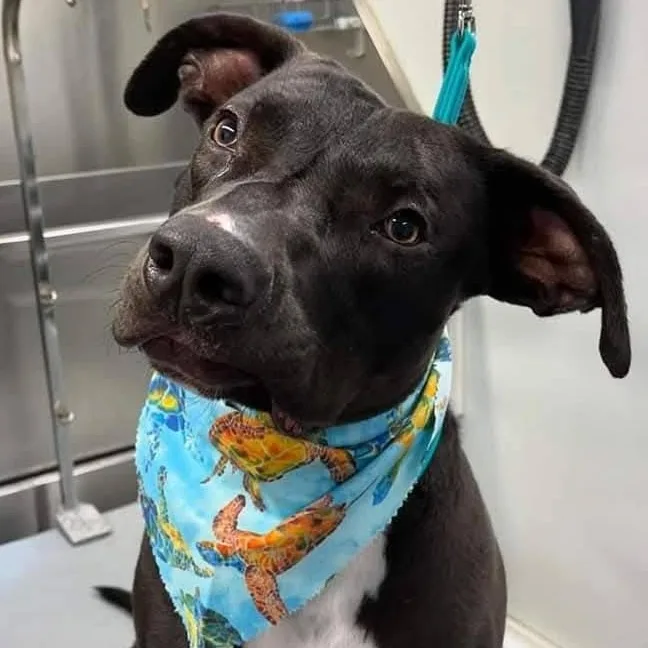 Silly Dobby! thumbnail 5